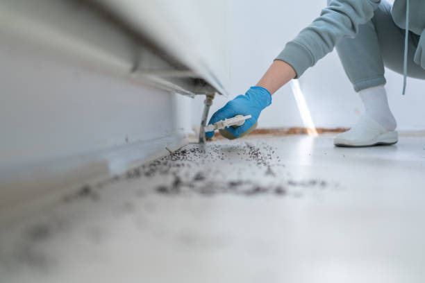 Reliable Whitefish, MT Pest Control Solutions